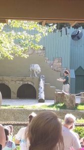 A rescued wolf participating in a conservation deomonstration at Busch Gardens Williamsburg