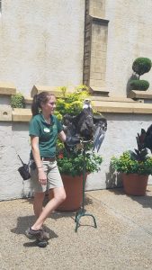 animal handler with a bald eagle