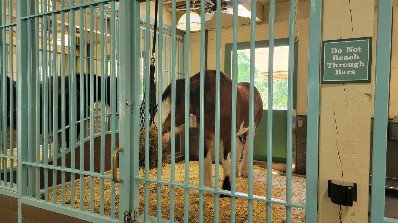 draft horse in a stable