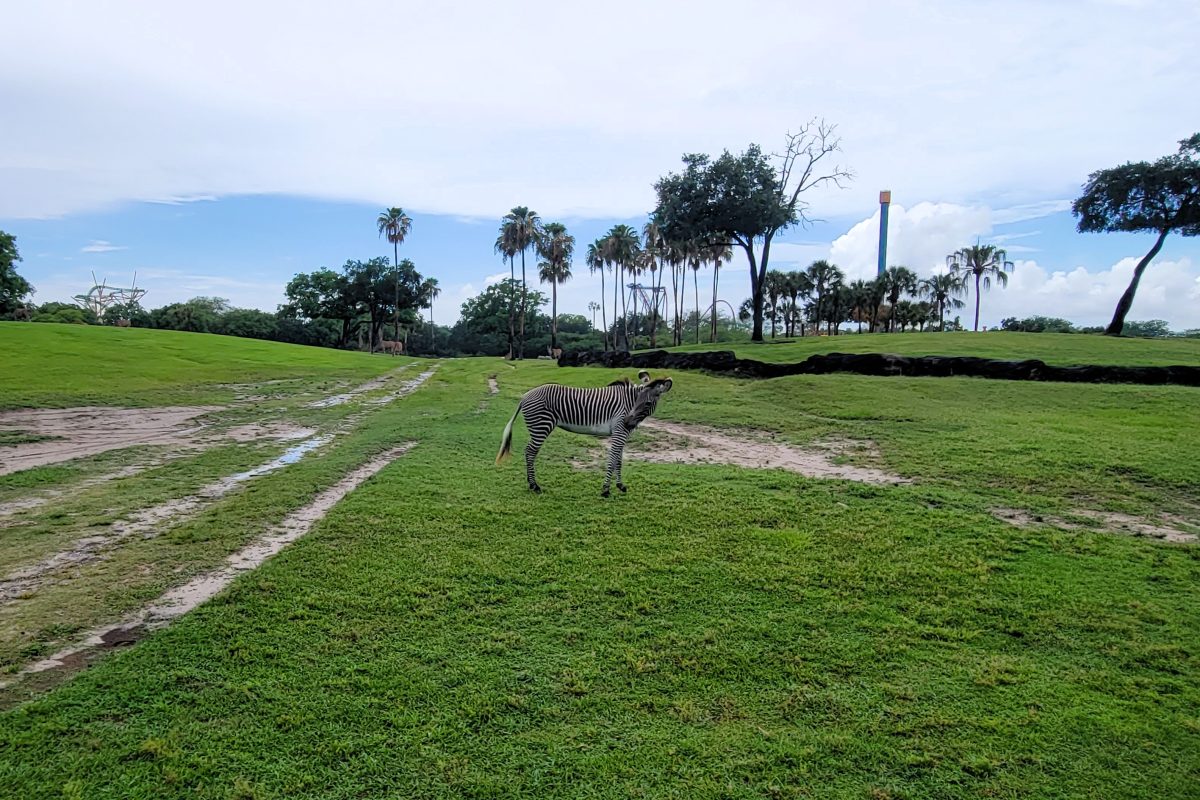 Zebra in a green field with roller coasters in the background