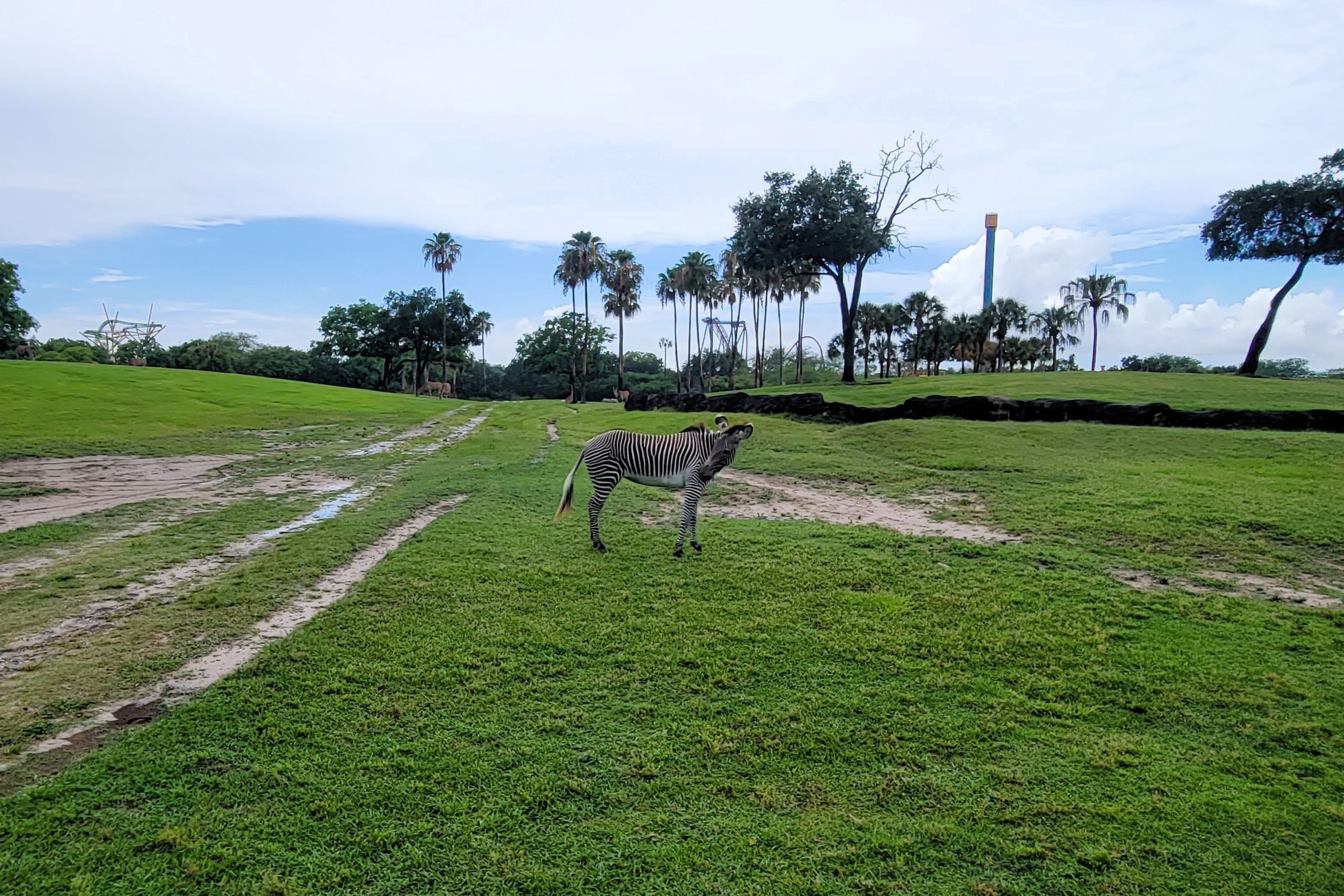 Zebra in a green field with roller coasters in the background