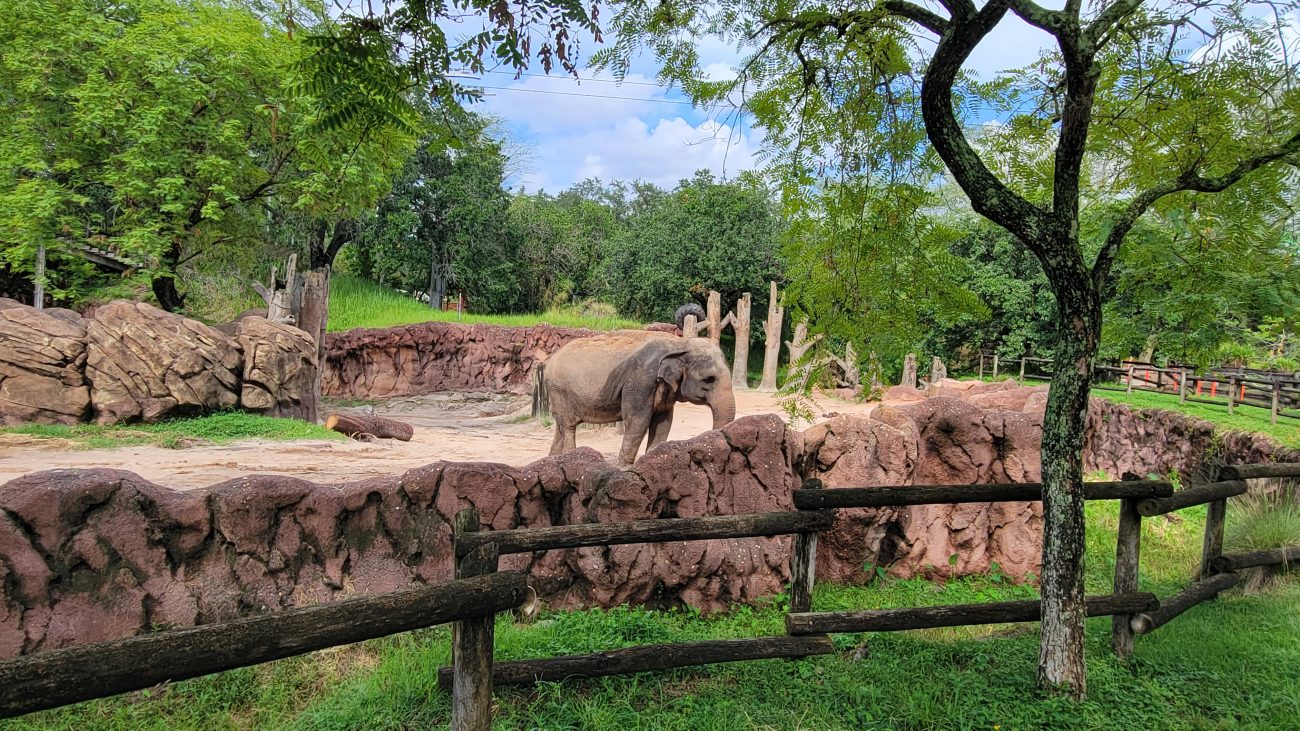 elephant in an enclosure at Busch Gardens Tampa