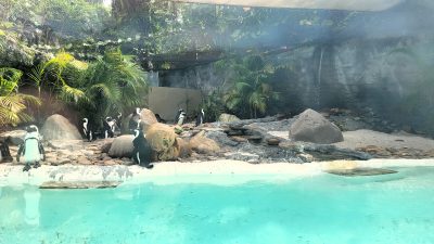 Penguins in a lagoon enclosure