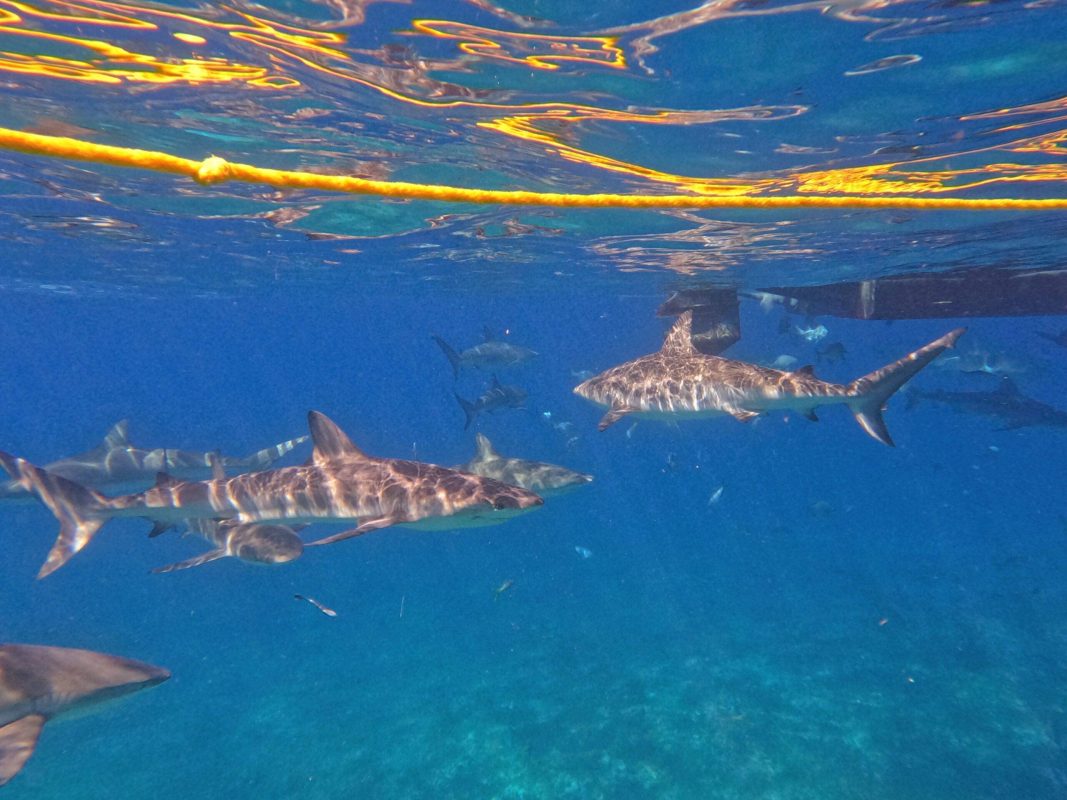 Snorkeling with reef sharks, Bimini, Bahamas