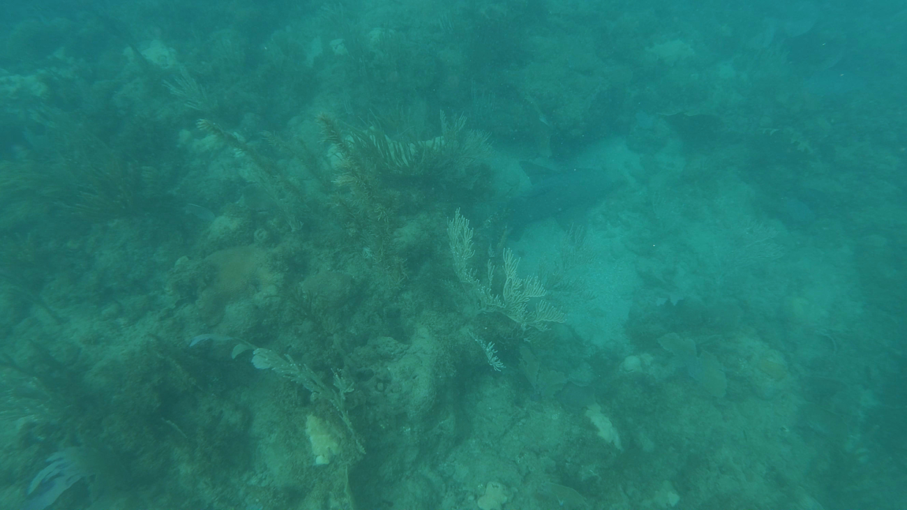 Shark resting at the bottom of a reef; tres palmas marine reserve, puerto rico