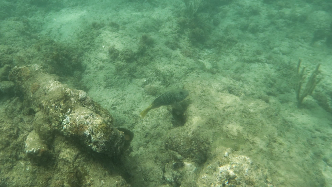 tropical fish at tres palmas marine reserve